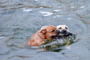 dogsitting-and-training-bei-uns-im-garten-10