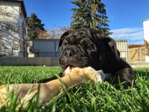 eto-dogsitting-wiese